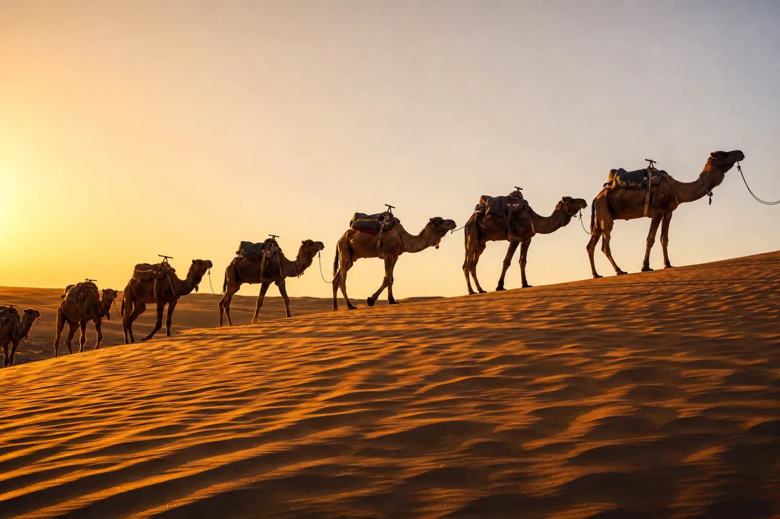 Caravane Dromadaires Désert Merzouga