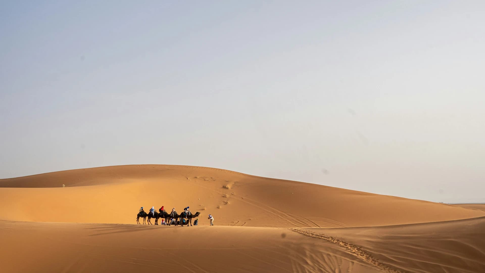 Dromadaire face à l'immensité du Sahara