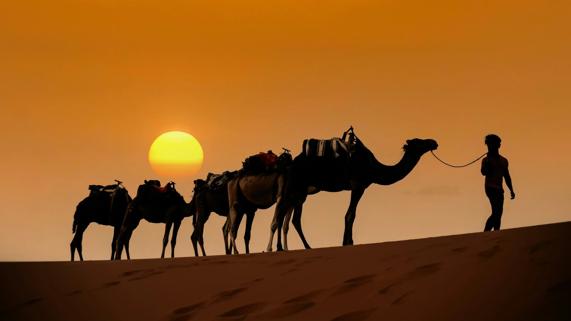Méharée traditionnelle sur les dunes dorées