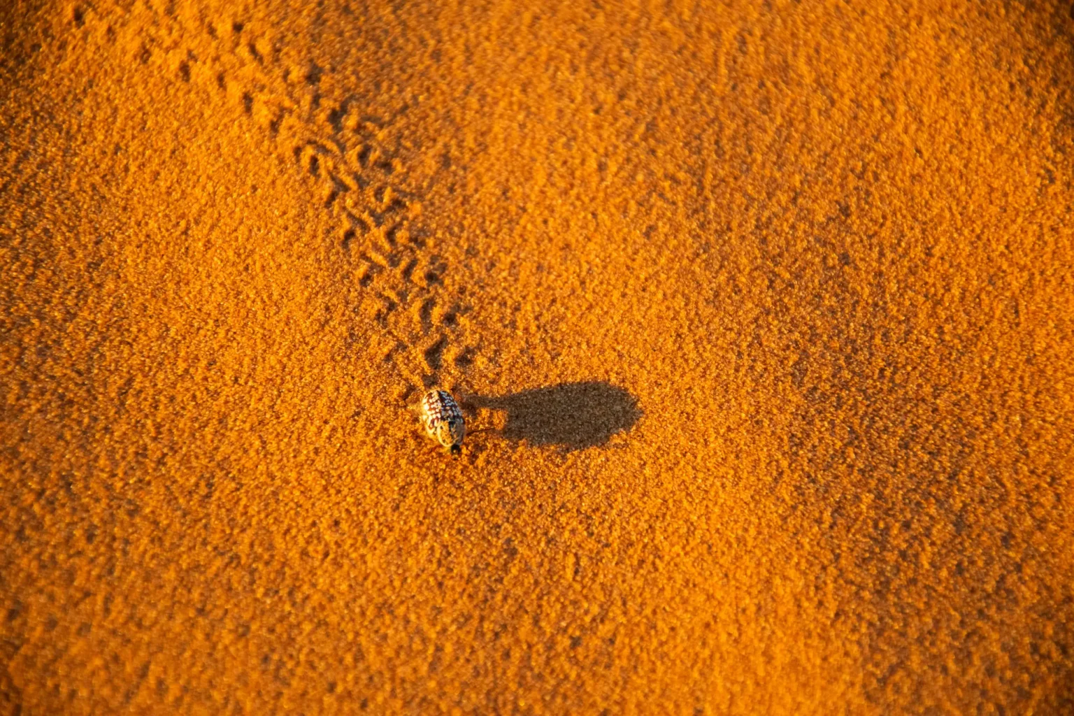Comment Aller à Merzouga