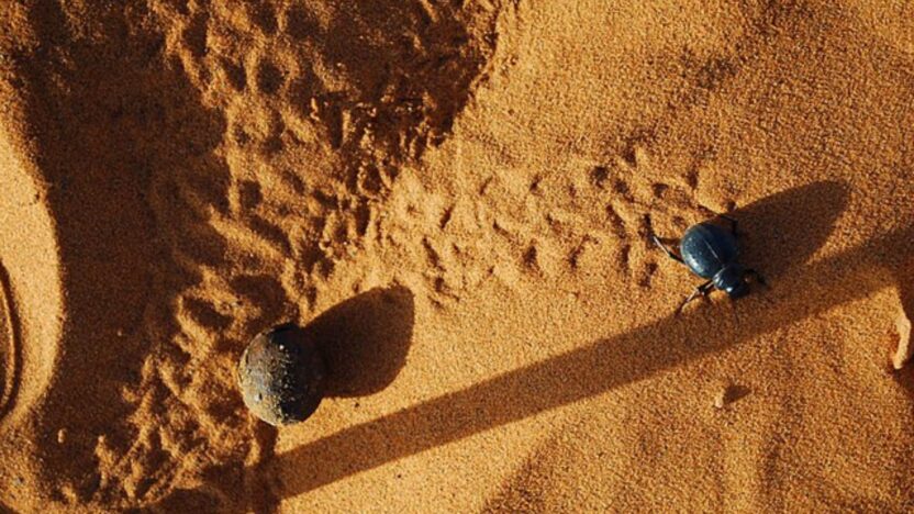 Réserver une excursion à Merzouga